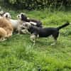 Witziger kleiner Rudi sucht Familie