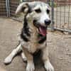 Witziger kleiner Rudi sucht Familie