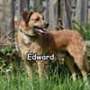 EDWARD