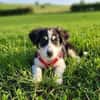 Cody der kleine Kokoni-Mix