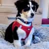 Cody der kleine Kokoni-Mix