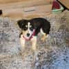 Cody der kleine Kokoni-Mix