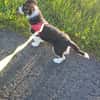 Cody der kleine Kokoni-Mix