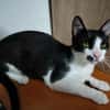 Verspielter Kater Mustache