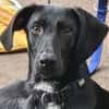 Pizzy/Shadow  sucht ein neues Zuhause