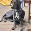 Pizzy/Shadow  sucht ein neues Zuhause