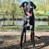 Pizzy/Shadow  sucht ein neues Zuhause