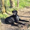 Pizzy/Shadow  sucht ein neues Zuhause