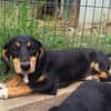 Polly, sucht Gebogenheit