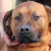 Bruno - kinderlieber Familienhund