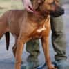 Bruno - kinderlieber Familienhund