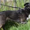 GUSTI
