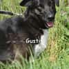 GUSTI