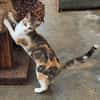 Fröhliche Katze Virginia