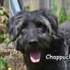 CHAPPUCHINO
