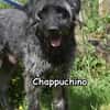 CHAPPUCHINO