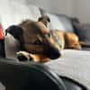 Selma sucht ein ruhiges Zuhause