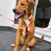 Cera sucht ein liebevolles Zuhause