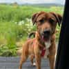 Cera sucht ein liebevolles Zuhause