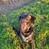 Harley sucht ein zu Hause