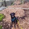 Harley sucht ein zu Hause