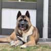 Jax - der kräftige American Akita