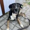 Elian - Toller Herzenshund sucht Zuhause