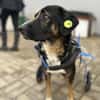 Elian - Toller Herzenshund sucht Zuhause