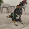 Elian - Toller Herzenshund sucht Zuhause