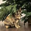 Katzenmädchen Iskra sucht Spieleparadies