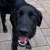 OBELIX-hübscher Pointer-Mix-Rüde,62 cm