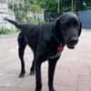 OBELIX-hübscher Pointer-Mix-Rüde,62 cm