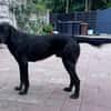 OBELIX-hübscher Pointer-Mix-Rüde,62 cm