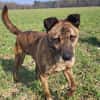 Sammy  - freundlicher Hundemann