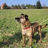 Sammy  - freundlicher Hundemann