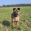 Sammy  - freundlicher Hundemann