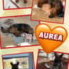 liebe kleine Aurea auf PS in 91207