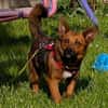liebe kleine Aurea auf PS in 91207