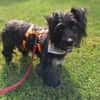 Benno - Liebevoller Familienhund