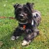 Benno - Liebevoller Familienhund