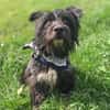 Benno - Liebevoller Familienhund
