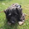 Benno - Liebevoller Familienhund