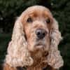 BENNY BUB - bildhübscher Cocker-Senior