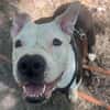 LILAS EN SOS URGENT