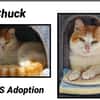 CHUCK