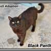 BLACK PANTHER