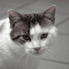 Pixel