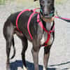 HARRISON, jeune et magnifique galgo