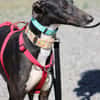 HARRISON, jeune et magnifique galgo