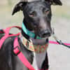 HARRISON, jeune et magnifique galgo